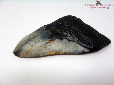 4.38 fossil megalodon tooth