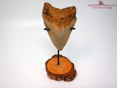 4.00" orange megalodon with stand