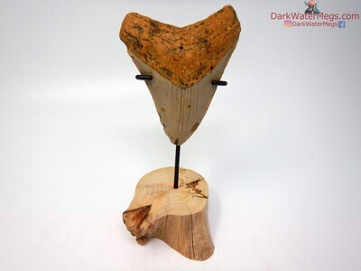 4.00 beautiful megalodon on driftwood stand