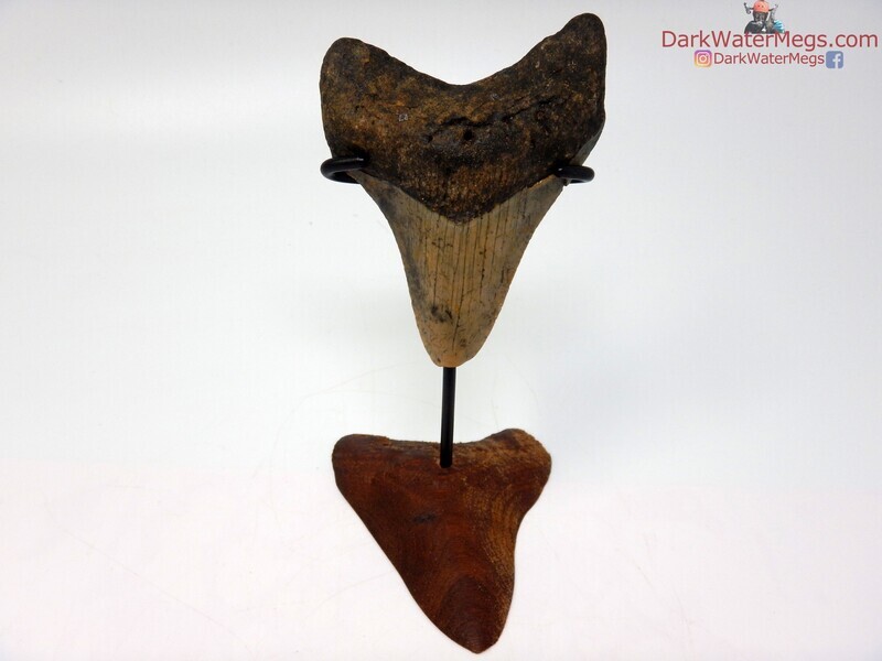 3.41  megalodon on carved stand