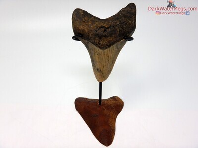3.41 megalodon on carved stand