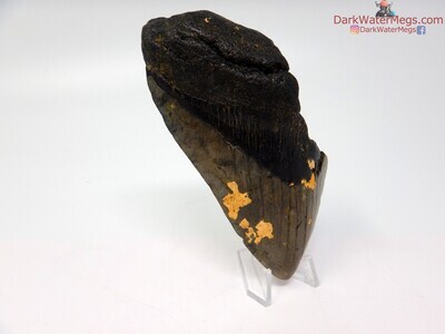 4.65 fossil megalodon tooth with clear stand