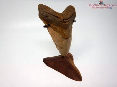 4.82 large megalodon on carved stand
