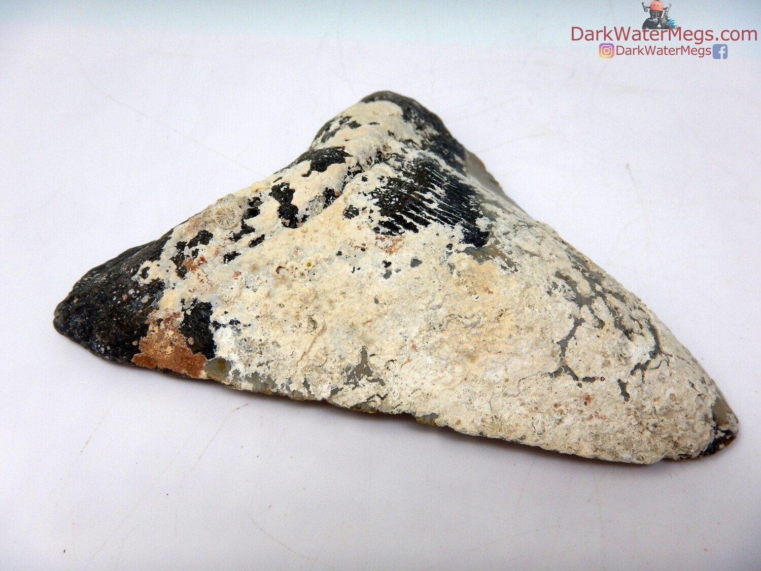 4.44 uncleaned megalodon