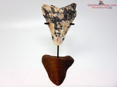 3.83 uncleaned megalodon on carved stand