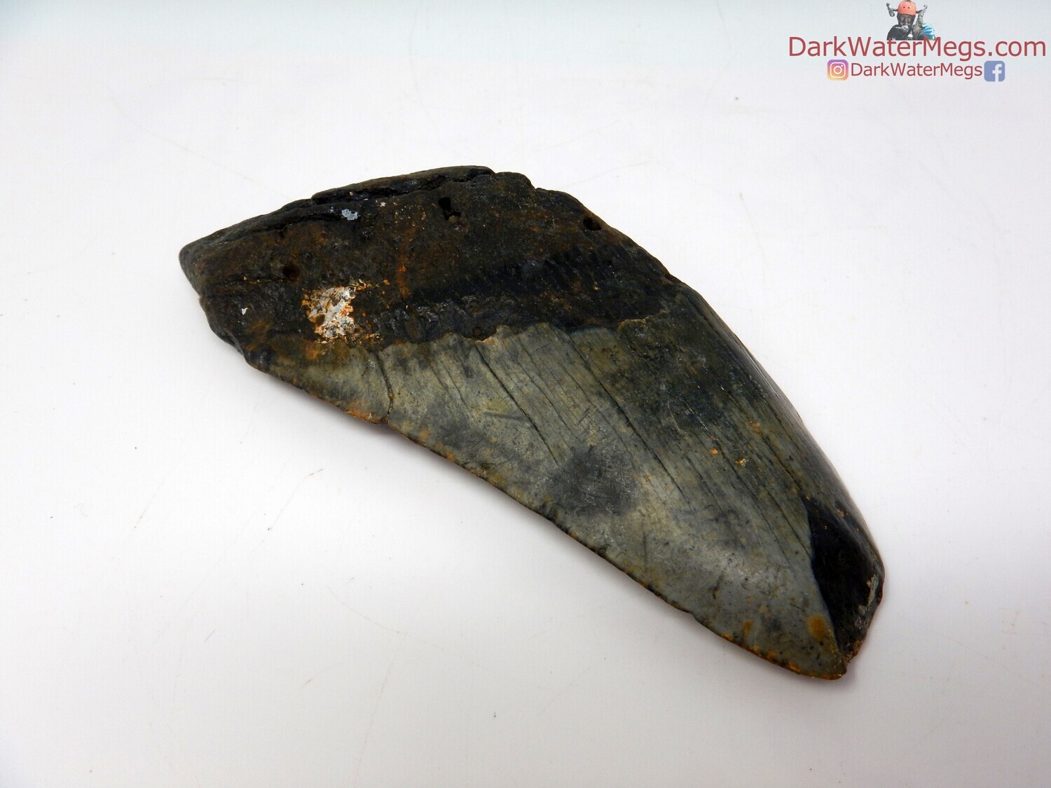 4.64 dark megalodon