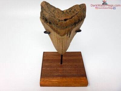 3.99 large megalodon on stand
