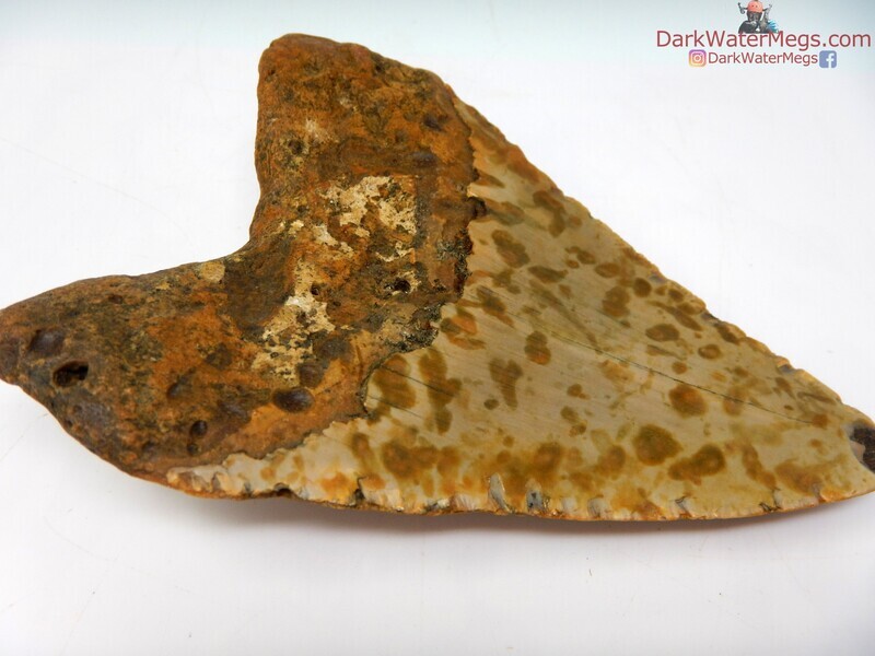 4.62 wildly spotted megalodon