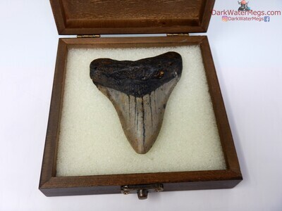 3.82 megalodon in display and gift box