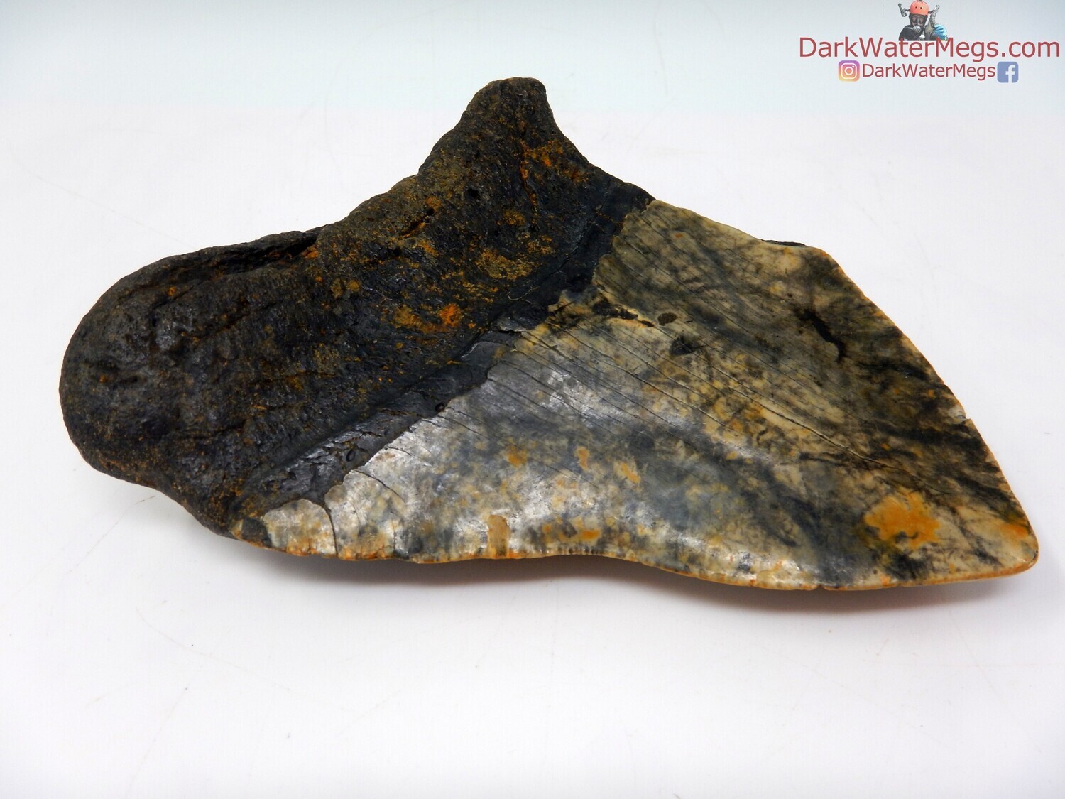 4.51 crazy patterned fossil megalodon