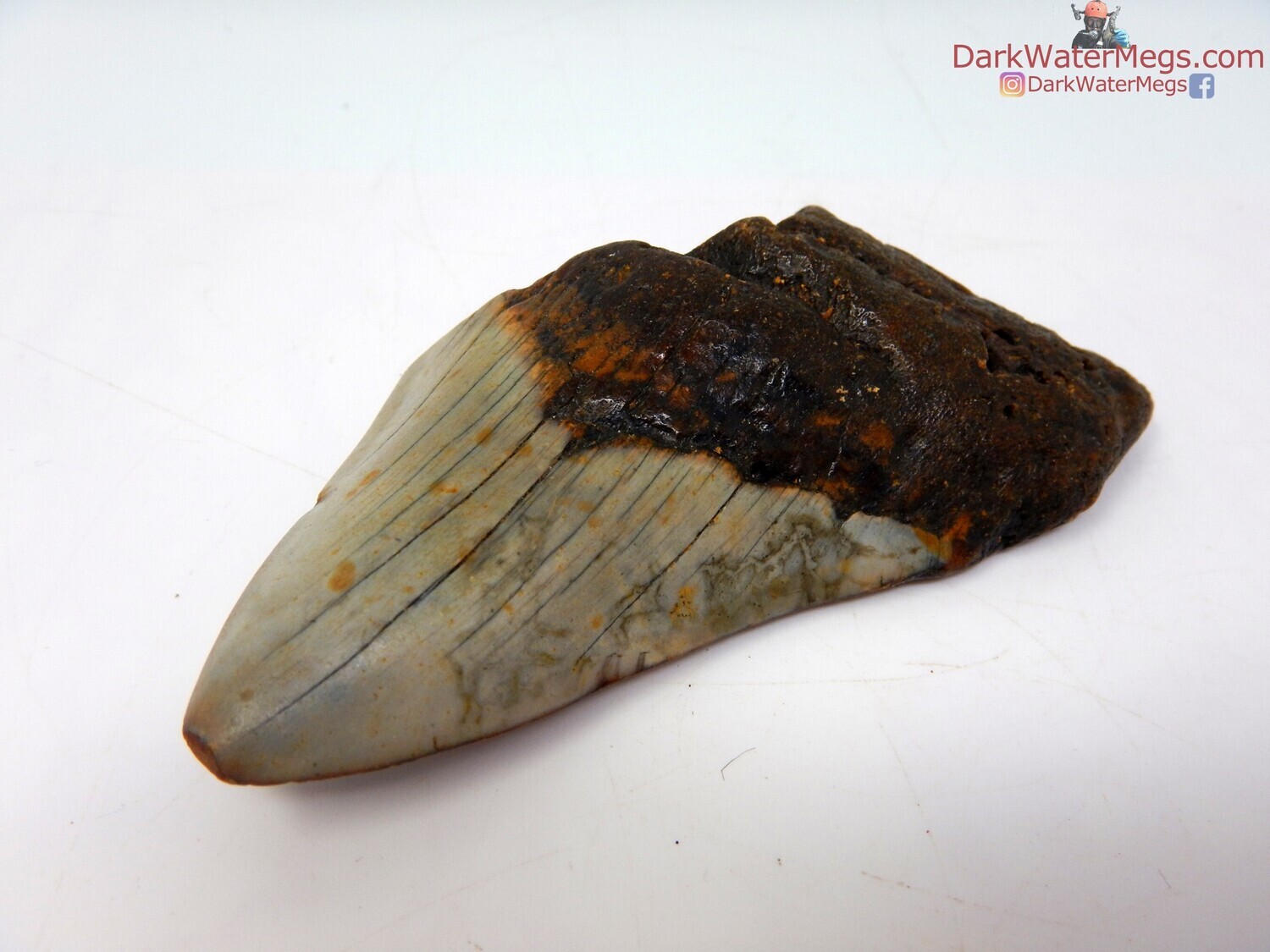 3.48 fossil megalodon