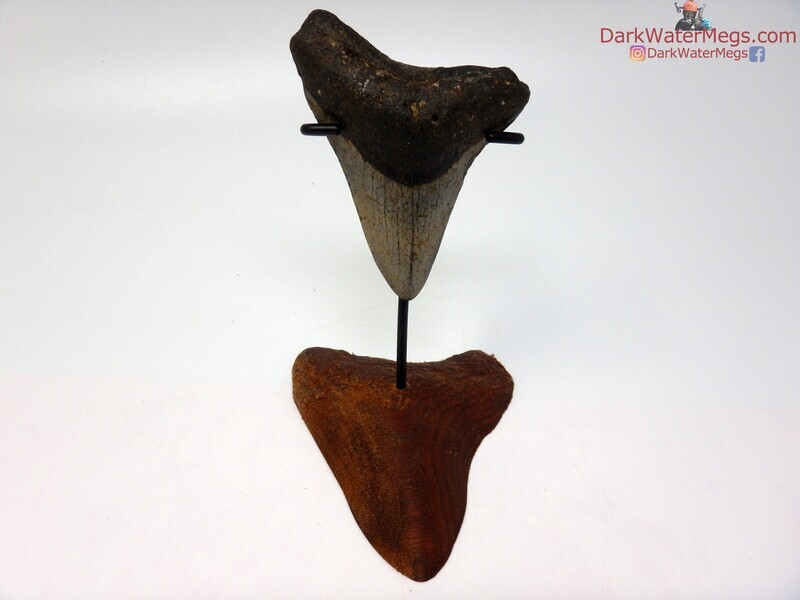 3.41   megalodon on carved stand