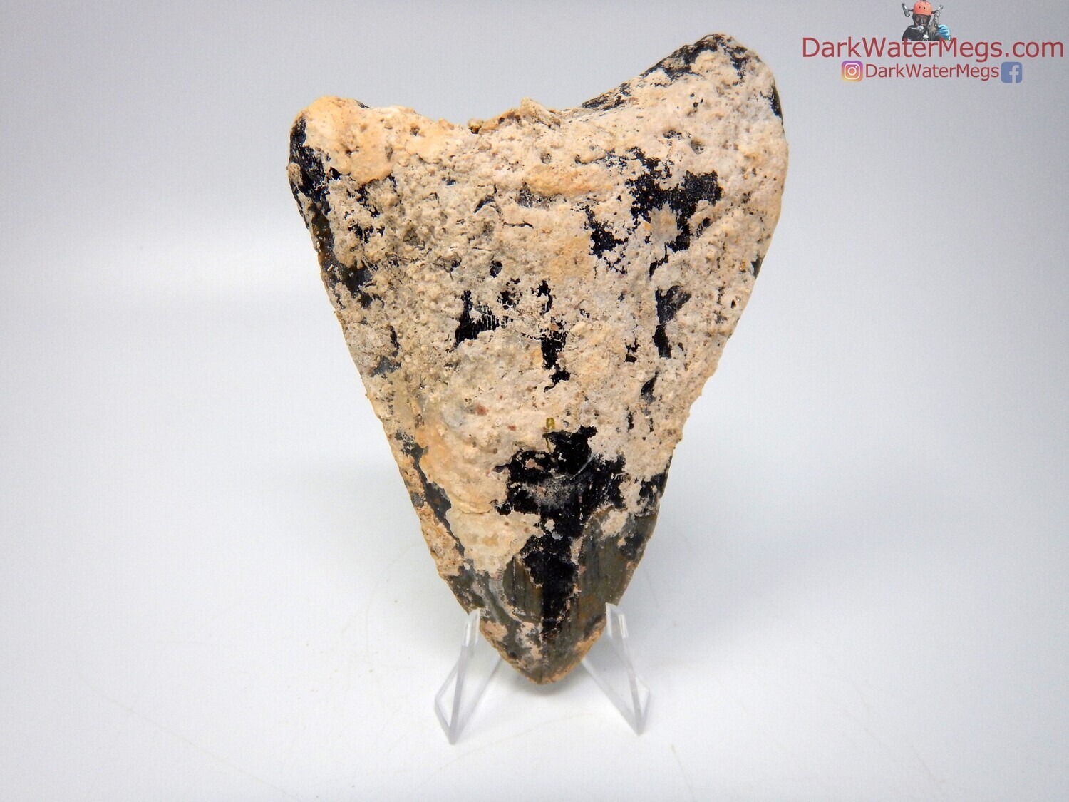 5.13 uncleaned megalodon on clear stand