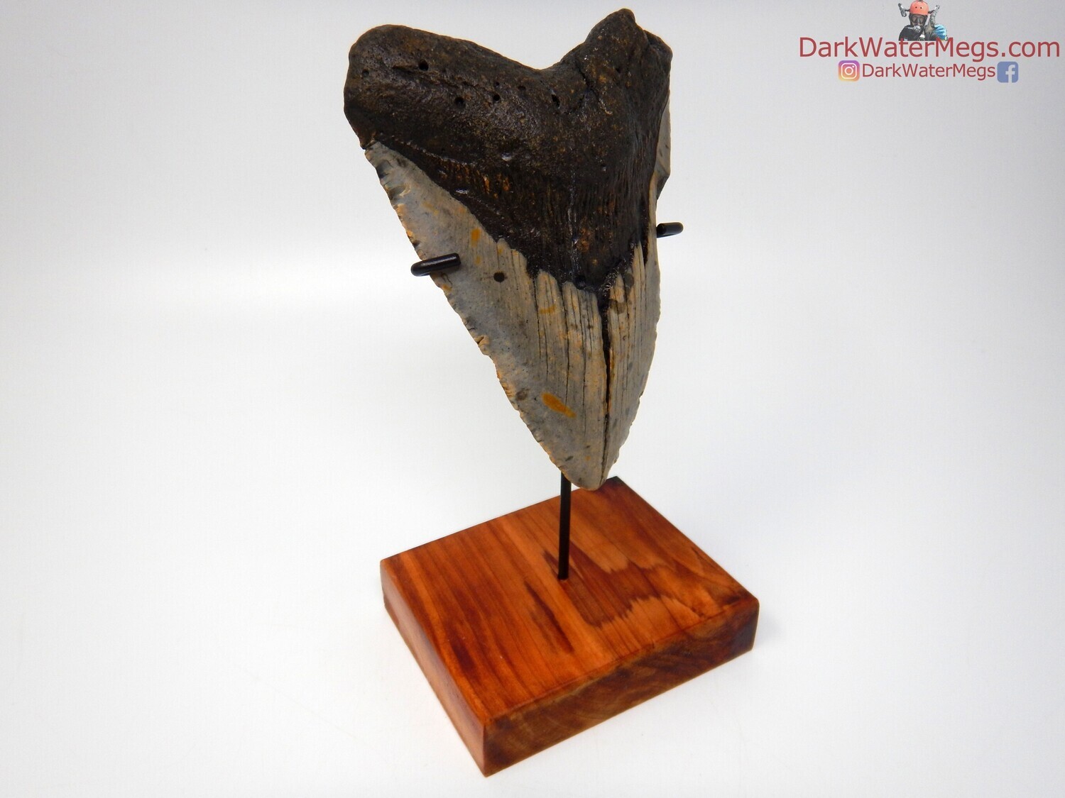 5.15  very large megalodon on stand