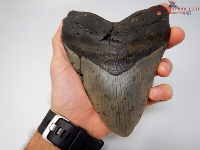 5.91 beast of a megalodon tooth