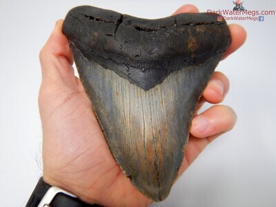 5.56 stunner of a megalodon tooth