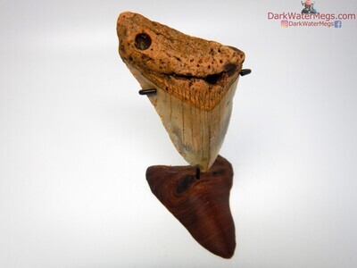 5.09 orange and tan megalodon on carved stand