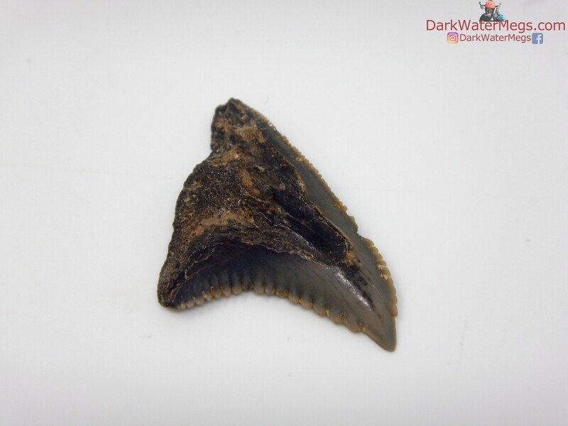 1.41&quot; heavily serrated hemipristis