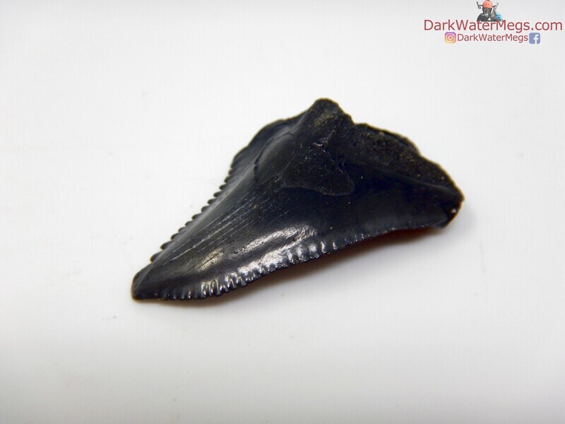 1.25&quot; dark shiny hemipristis