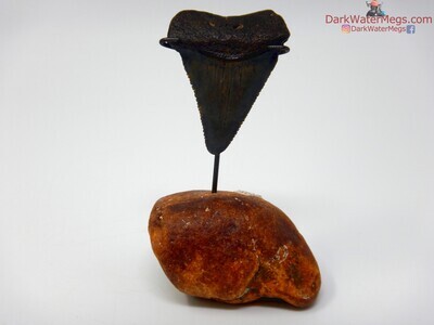 1.84" fossil great white fossil whale earbone stand