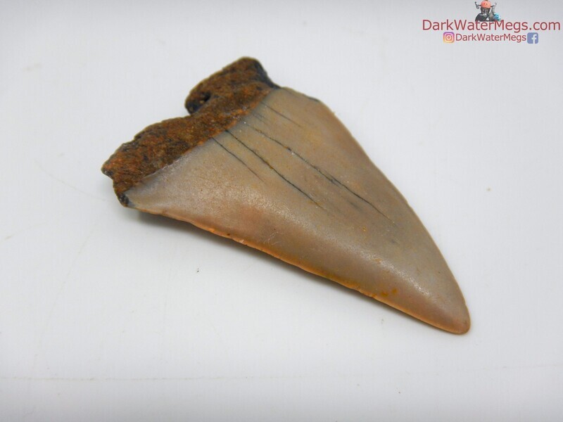 1.96&quot; large mako