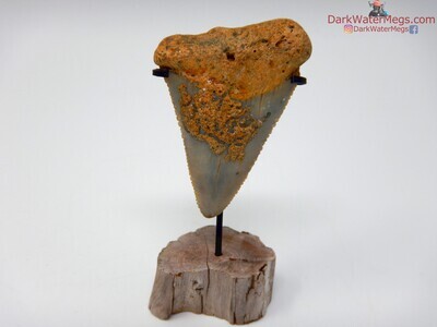 2.40" nice fossil great white on stand