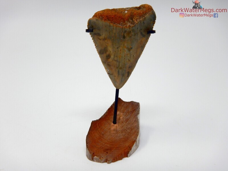 2.08&quot; fossil great white on driftwood stand