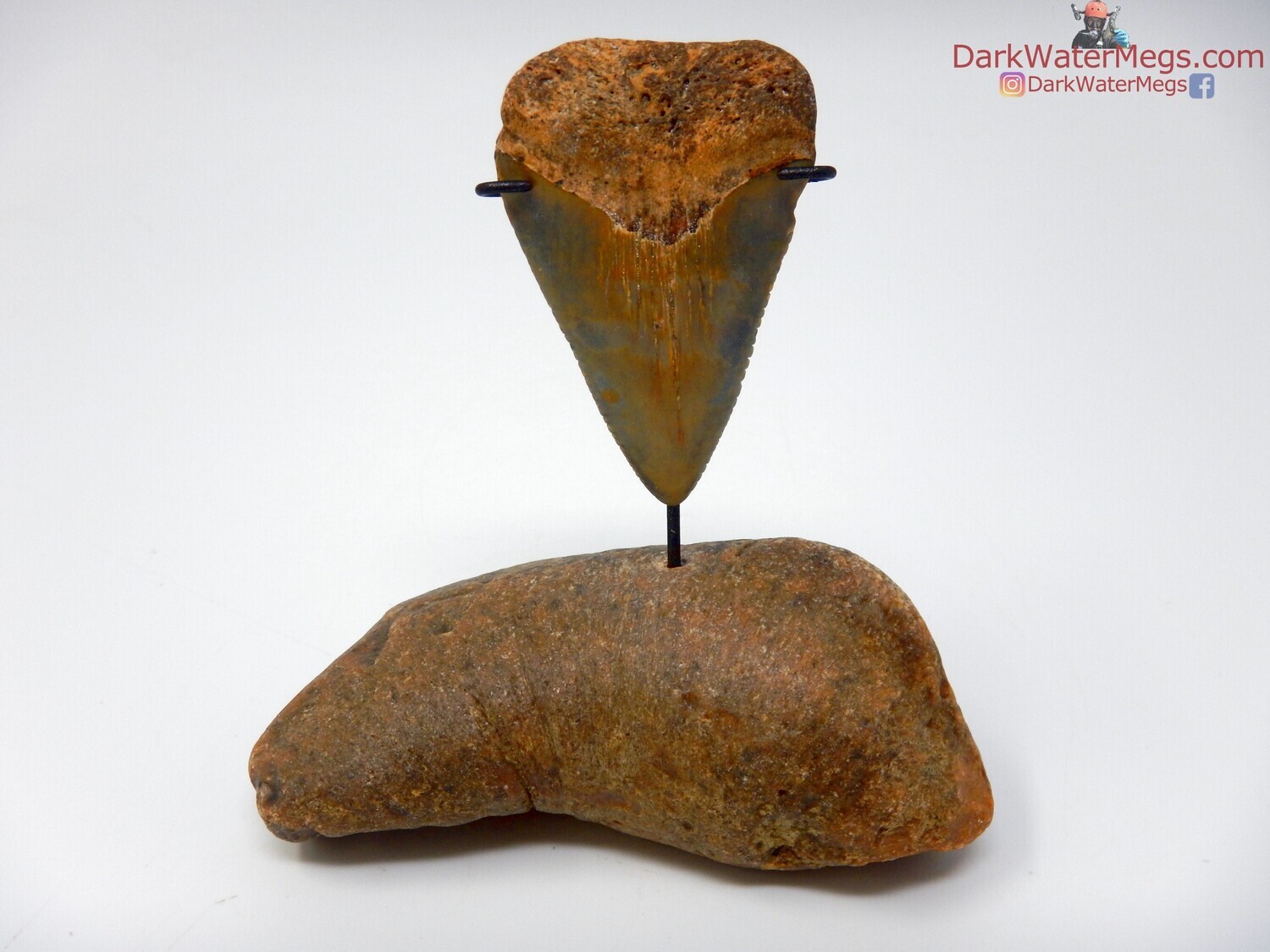 2.16&quot; fossil great white on fossil earbone stand