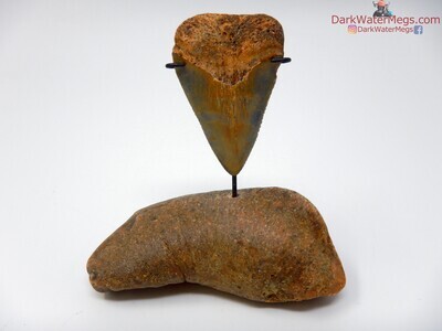 2.16" fossil great white on fossil earbone stand