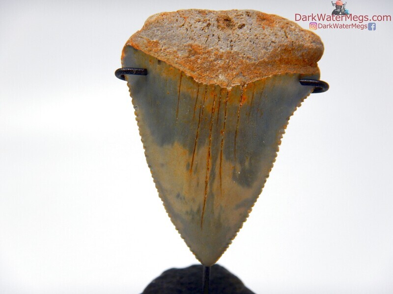 2.15&quot; multi colored fossil white fossil on vertebra stand