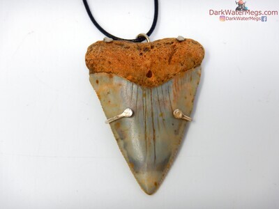 2.42" fossil great white necklace