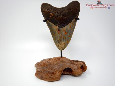 5.50 beautiful megalodon tooth on stand