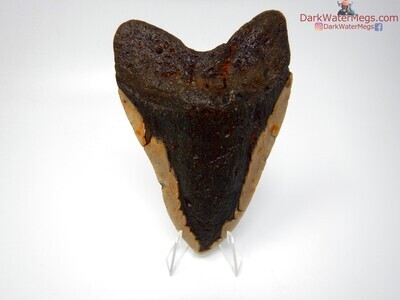 5.25 fossil megalodon tooth