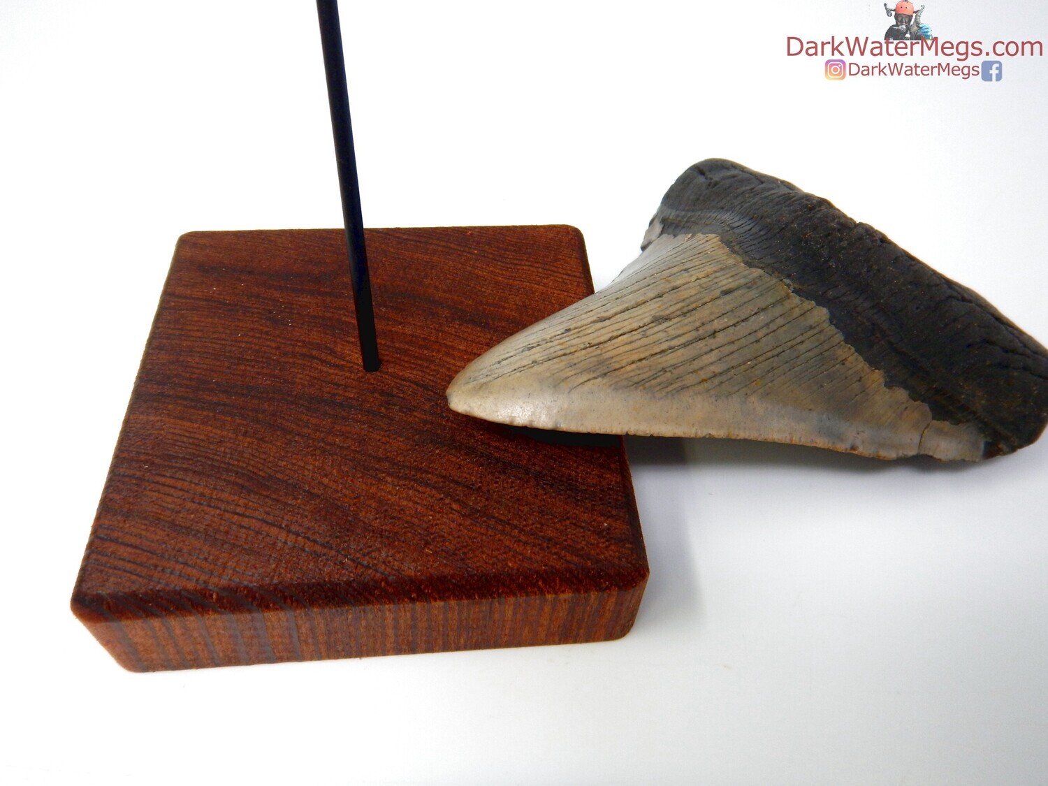 5.70&quot; breathtaking megalodon tooth