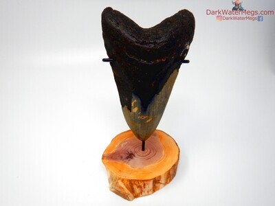 5.20" slender megalodon tooth on stand