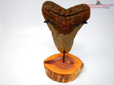5.05" orange rooted megalodon tooth with stand