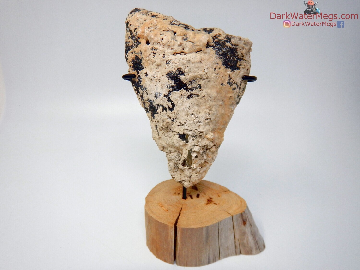 5.43&quot; large uncleaned megalodon tooth with stand