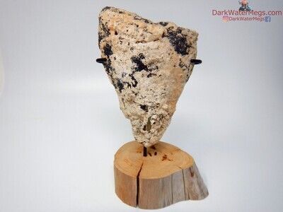 5.43" large uncleaned megalodon tooth with stand