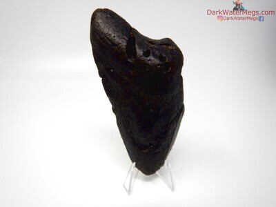 5.14" large megalodon tooth with stand