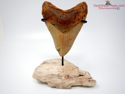 4.17" orange and cream megalodon tooth on stand