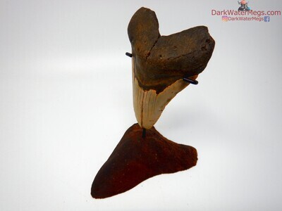 4.53" large megalodon on carved stand.
