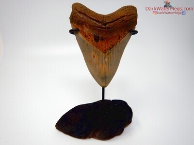 4.23" fiery megalodon on stand