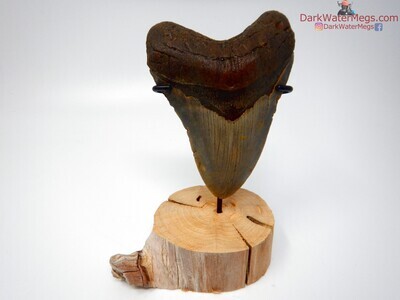 4.67" large megalodon tooth on stand