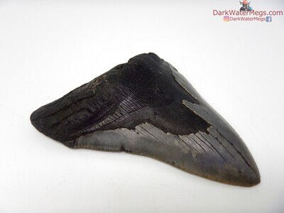 4.95" large megalodon tooth