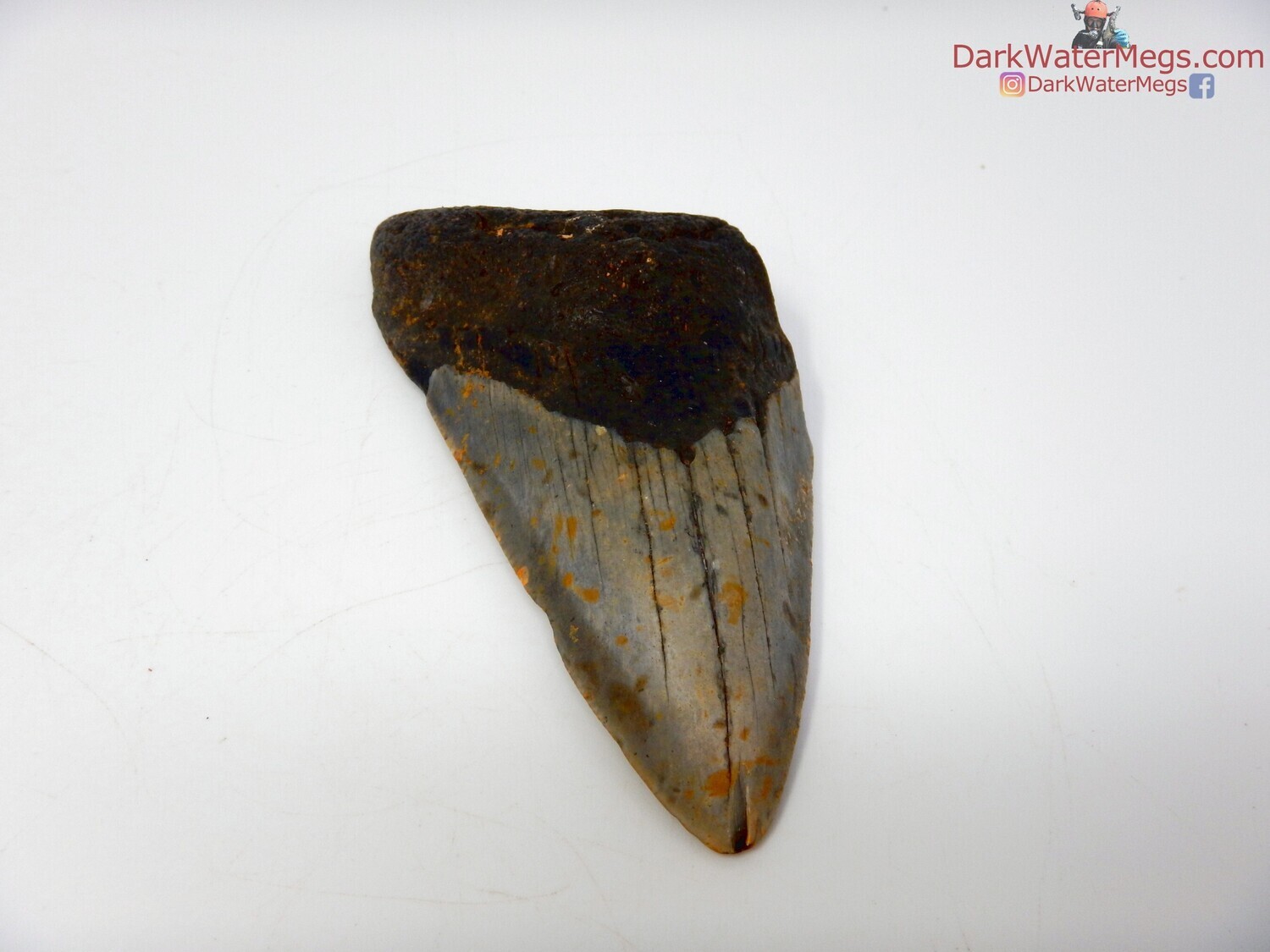 4.15&quot;  large megalodon tooth