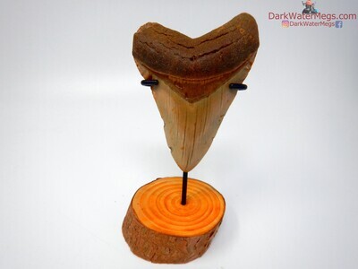 4.06" nice megalodon tooth on stand