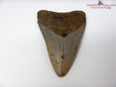 4.01" nice megalodon tooth