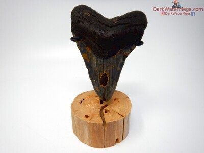 4.53" sizeable megalodon tooth on stand