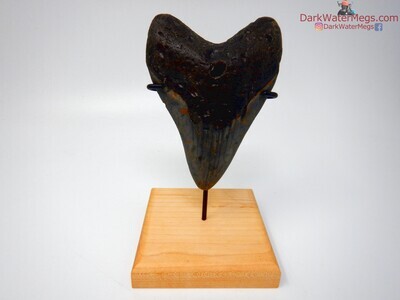 4.55" dark megalodon tooth on stand