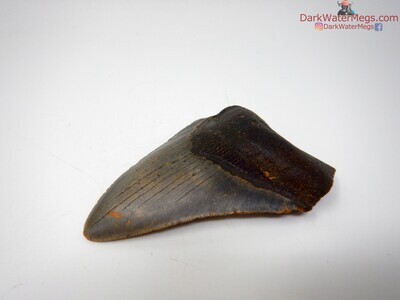 4.14" megalodon tooth